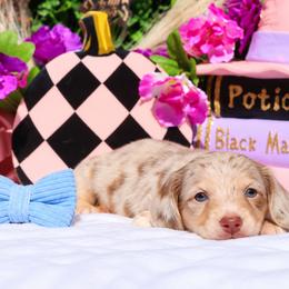 Ringo - Fawn (Isabella) male Dachshund puppy in Woodbine, Georgia from Walker's Minidachs