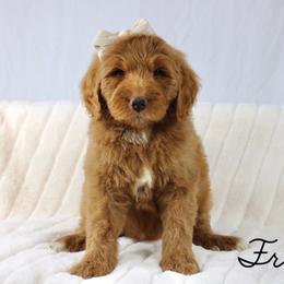 France - Red female Bernedoodle puppy in Casa Grande, Arizona from AzDoodle Dandies