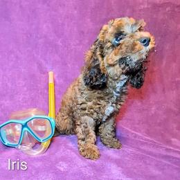 Iris - Brown and tan female Cockapoo puppy in Sunset, Louisiana from Cano Cockapoos
