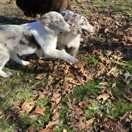 Australian Shepherd and Miniature Australian Shepherd All Grown Up from Southern Blessed Farm
