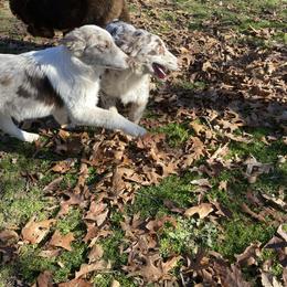 Australian Shepherd and Miniature Australian Shepherd All Grown Up from Southern Blessed Farm