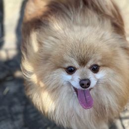 Dreamy - Pomeranian