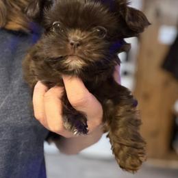 Chocolate girl - Chocolate female Shih Tzu puppy in Green Valley Lake, California from All American Shih Tzu Puppies
