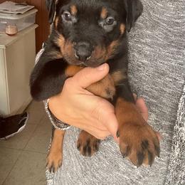 Rottweiler Puppies from Gregory Mulkey's Rottweilers