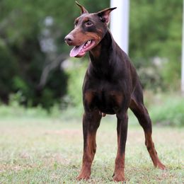 Xamira - Doberman Pinscher