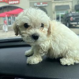 Boy 1 - White and tan male Maltese puppy in Saginaw, Texas from Sweetface Maltese