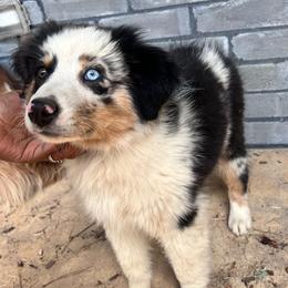 Chrys - Black tri-color female Australian Shepherd puppy in Tyler, Texas from In the Piney Woods ETX