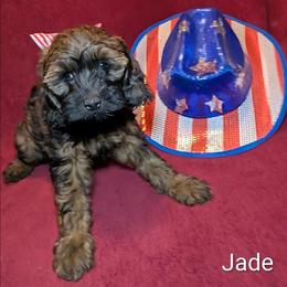 Jade - Brown and tan female Cockapoo puppy in Sunset, Louisiana from Cano Cockapoos