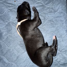 Microburst (White Collar) - Black female Greyhound puppy in Mesa, Arizona from ARK Kennels