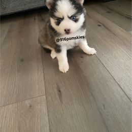 Pomsky Puppies from 916 Pomskies