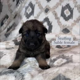 Stuffing - Sable female German Shepherd puppy in New Cambria, Missouri from Des Hausraben Shepherds