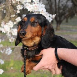 Raynee - Dachshund