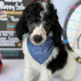 Cow - Parti male Poodle puppy in Camdenton, Missouri from Silver Lining Poodles