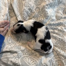 Boy 1 - Piebald male Dachshund puppy in Spotsylvania Courthouse, Virginia from Doma Za Dachshunds