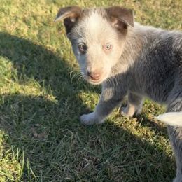 Denver - Australian Cattle Dog puppy in Ohio from Double C Stockyards