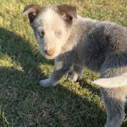 Denver - Australian Cattle Dog puppy in Ohio from Double C Stockyards