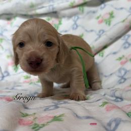Grogu - Cream male Dachshund puppy in Janesville, California from Elysian Creek Doxies
