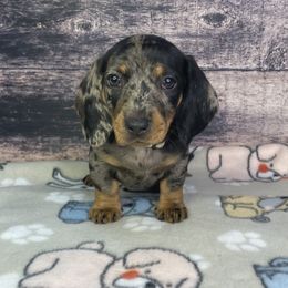 Girl 3 - Dapple Dachshund puppy in New Caney, Texas from Liberty Dachs