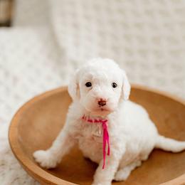 Spark - Parti female Goldendoodle puppy in Apopka, Florida from The Classic Doodle