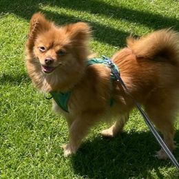 Honey - Pomeranian