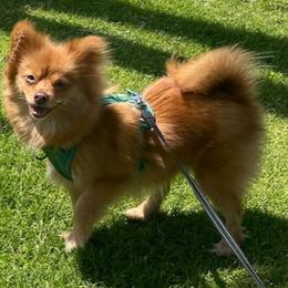 Honey - Pomeranian