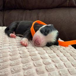 Reacher - Black & white male Miniature Australian Shepherd puppy in Tucson, Arizona from Soqui Ortiz Cattle Ranch