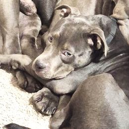 Girl-Black - Blue American Bully puppy in Conroe, Texas from Titanium Kilo Kennels