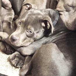 Girl-Black - Blue American Bully puppy in Conroe, Texas from Titanium Kilo Kennels