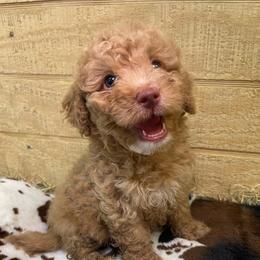 Palmer - Red male Bernedoodle puppy in Port Saint Lucie, Florida from Eastside Paws LLC