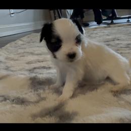 Thunder - White black and tan male Papillon puppy in Howe, Oklahoma from Southern Sweet Papillons