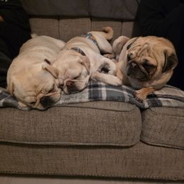 Pug puppies from Kapelac's Royal Pugs