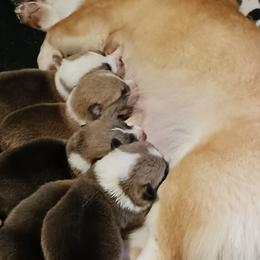 Pembroke Welsh Corgi Puppies from Hart's