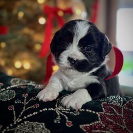 Milagro - Black and white female Cavatzu puppy in Turlock, California from Charming Woofs