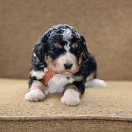 Orange Collar Male - Tri-color male Bernedoodle puppy in Scottsboro, Alabama from Dixie Land Doodles
