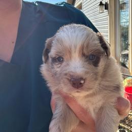 Red Merle Male - Red merle male Australian Shepherd puppy in Morristown, Tennessee from Lakeway Farms