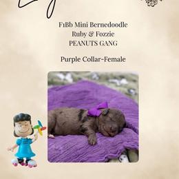Purple Collar - Lucy - Chocolate merle female Bernedoodle puppy in Lexington, North Carolina from Deborah’s Doodles