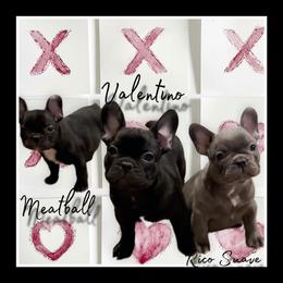 French Bulldog Puppies from A Quality French Bulldogs AZ
