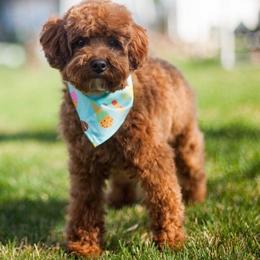 Echo - Goldendoodle