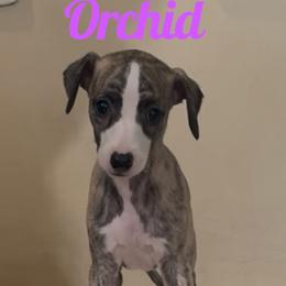 Orchid - Fawn brindle female Whippet puppy in Brooksville, Florida from Phasion Whippets Kimberly & Paul Norton Sr.