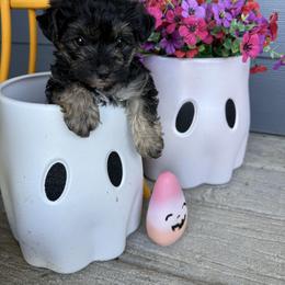 Yorkipoo puppies from Countryside Doodles and Mohr