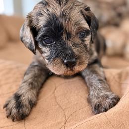 Bear - Merle male Cavapoo puppy in Virginia Beach, Virginia from Son Kissed Puppy Co
