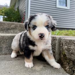 Atlas - Blue merle male Miniature Australian Shepherd puppy in Sandy Hook, Kentucky from RidgeTop Aussies