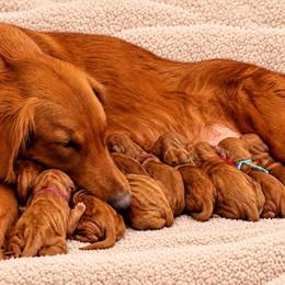 Girl 2 - female Golden Retriever puppy in La Verne, California from 4LoveofGoldens