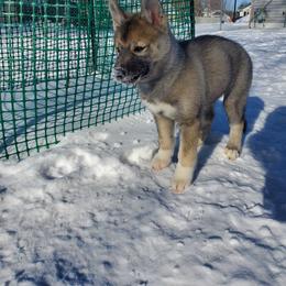 Siberian Husky Puppies from Naturez Siberians