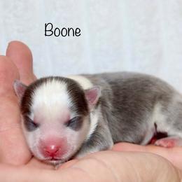 Boone - Blue male Pomsky puppy in Denham Springs, Louisiana from Bayouland Pomskies