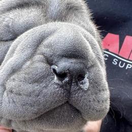 Chinese Shar-Pei from Morgan's Chinese Shar-Pei