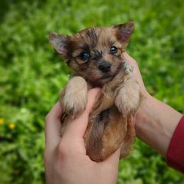 Companion Cross, Havanese, Mal-Shi, Maltese, Maltipoo, Morkie, and Shih Tzu Puppies from Seeking Shalom Acres Maltese, Maltipoos & Havamalts