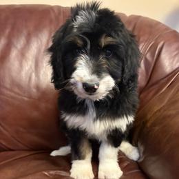 Mitzi - Black tri-color female Aussiedoodle puppy in Marshall, Arkansas from Buffalo River Puppies