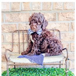 Onyx - Brown male Bernedoodle puppy in Lake City, Florida from 224 Doodles and Poodles