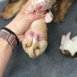 Cupie - Cream female Dachshund puppy in Oklahoma City, Oklahoma from Barrett’s Doxie Farm